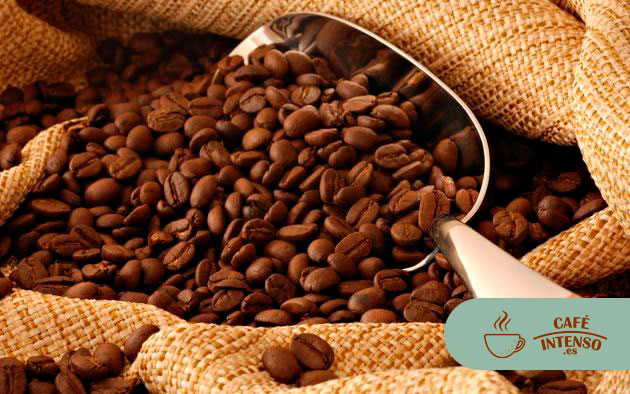 Granos de café arábica