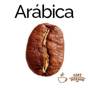 Variedad café Arábica