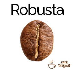 Información sobre los granos de café Robusta